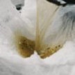 Cheesecloth_hsd 